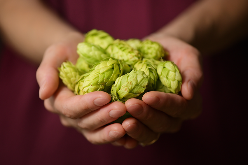 ABC domowego piwowara